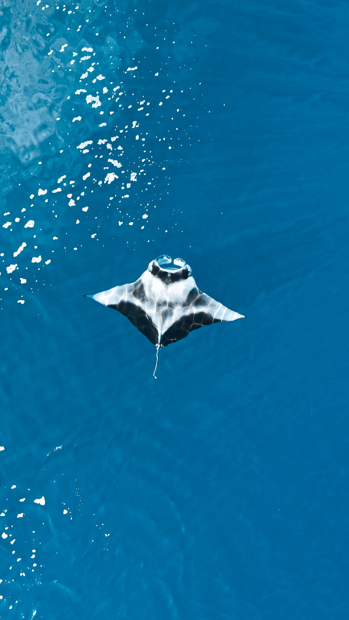 Manta – jedno z nekrásnějších zvířat, které můžete na Maledivách potkat.
